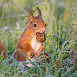 Red squirrels